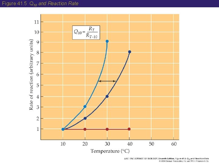 Figure 41. 5 Q 10 and Reaction Rate 