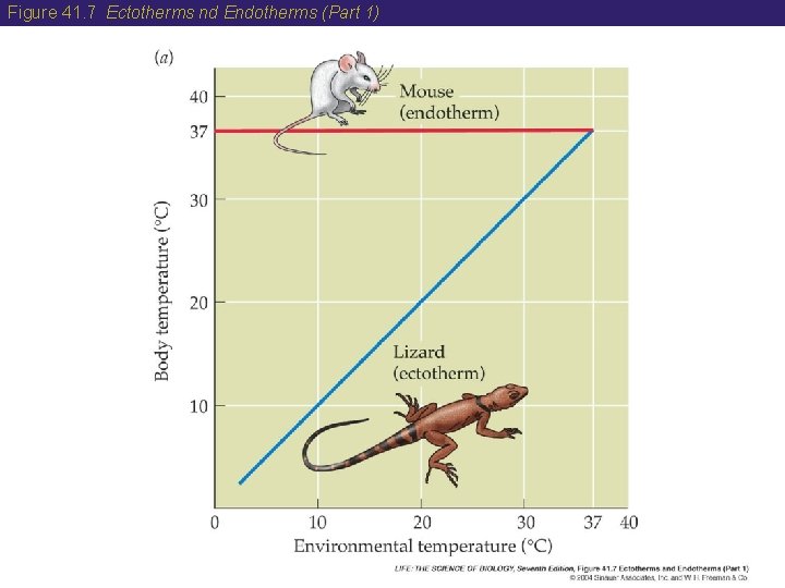 Figure 41. 7 Ectotherms nd Endotherms (Part 1) 