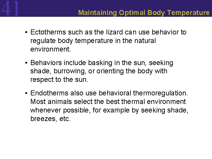 41 Maintaining Optimal Body Temperature • Ectotherms such as the lizard can use behavior