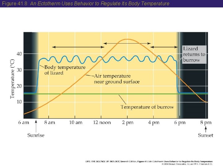 Figure 41. 8 An Ectotherm Uses Behavior to Regulate Its Body Temperature 