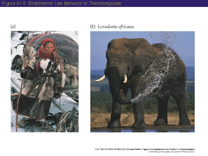 Figure 41. 9 Endotherms Use Behavior to Thermoregulate 