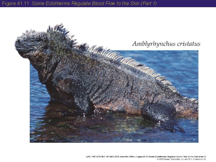 Figure 41. 11 Some Ectotherms Regulate Blood Flow to the Skin (Part 1) 