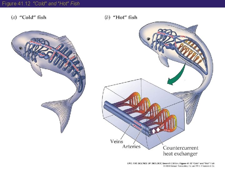 Figure 41. 12 “Cold” and “Hot” Fish 