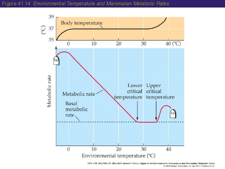 Figure 41. 14 Environmental Temperature and Mammalian Metabolic Rates 