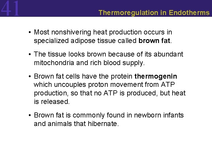 41 Thermoregulation in Endotherms • Most nonshivering heat production occurs in specialized adipose tissue