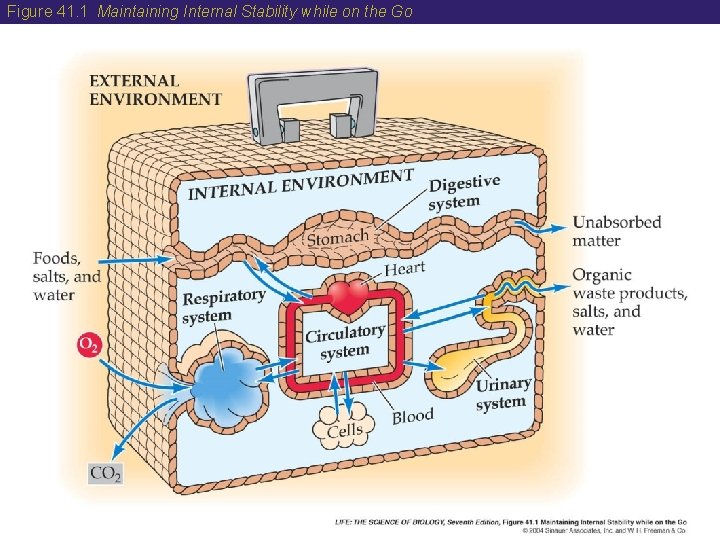 Figure 41. 1 Maintaining Internal Stability while on the Go 