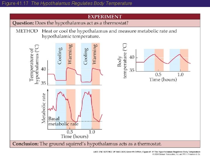 Figure 41. 17 The Hypothalamus Regulates Body Temperature 