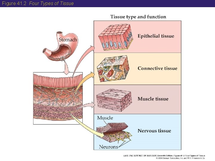 Figure 41. 2 Four Types of Tissue 