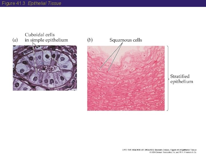 Figure 41. 3 Epithelial Tissue 