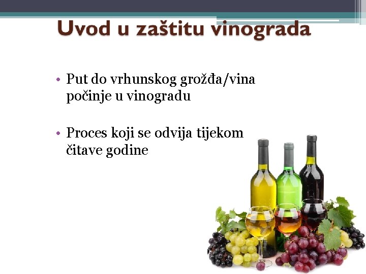  • Put do vrhunskog grožđa/vina počinje u vinogradu • Proces koji se odvija