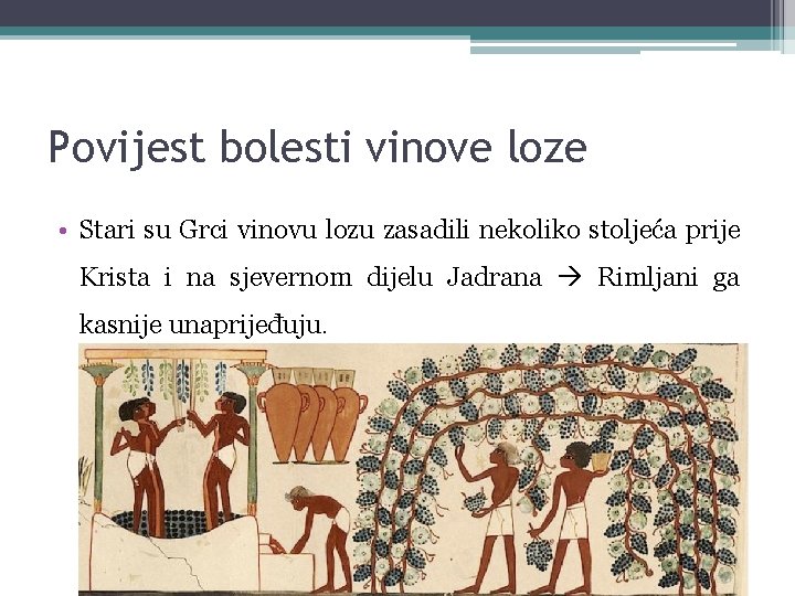 Povijest bolesti vinove loze • Stari su Grci vinovu lozu zasadili nekoliko stoljeća prije