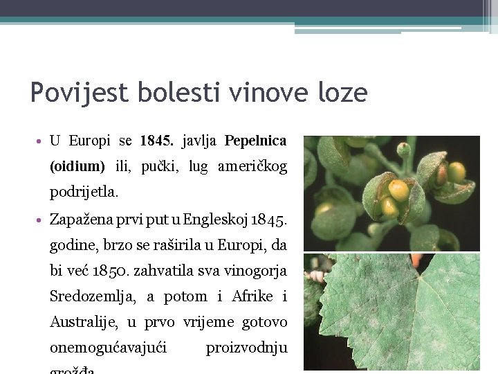 Povijest bolesti vinove loze • U Europi se 1845. javlja Pepelnica (oidium) ili, pučki,