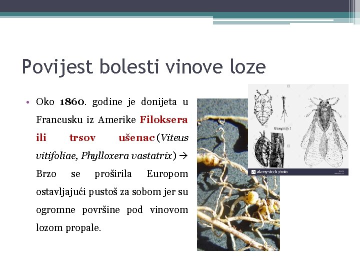 Povijest bolesti vinove loze • Oko 1860. godine je donijeta u Francusku iz Amerike