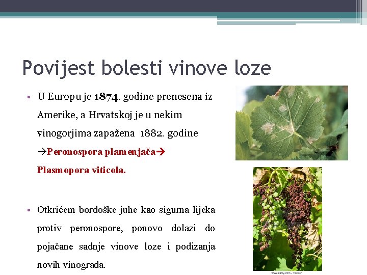 Povijest bolesti vinove loze • U Europu je 1874. godine prenesena iz Amerike, a