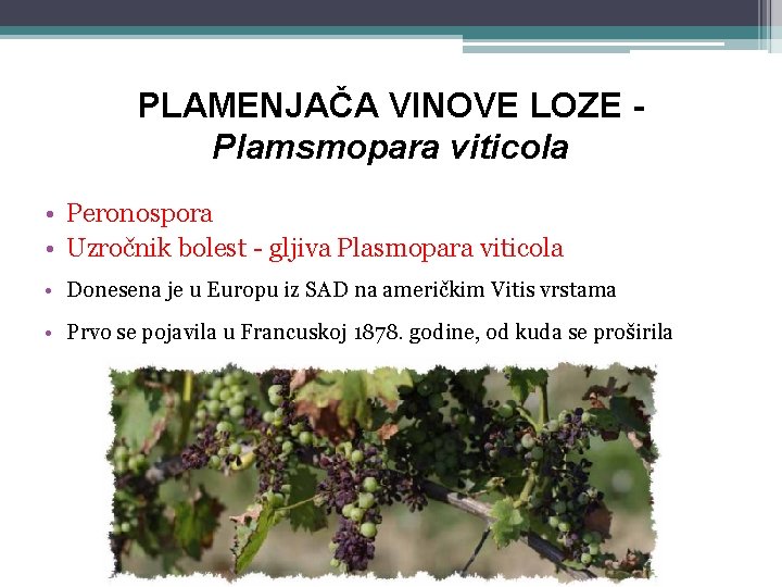 PLAMENJAČA VINOVE LOZE Plamsmopara viticola • Peronospora • Uzročnik bolest - gljiva Plasmopara viticola
