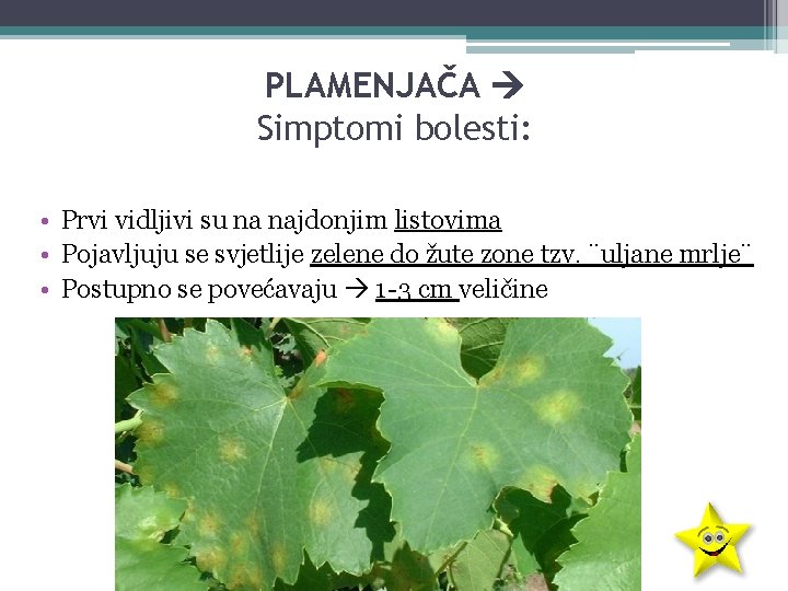PLAMENJAČA Simptomi bolesti: • Prvi vidljivi su na najdonjim listovima • Pojavljuju se svjetlije