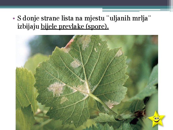  • S donje strane lista na mjestu ¨uljanih mrlja¨ izbijaju bijele prevlake (spore).
