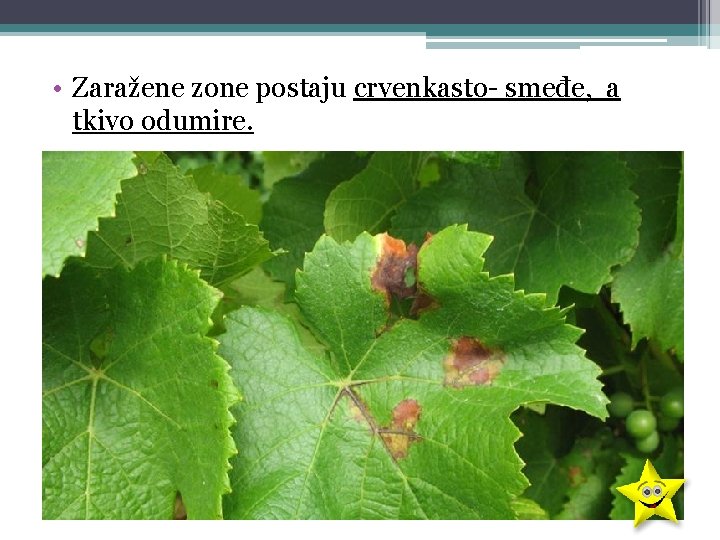  • Zaražene zone postaju crvenkasto- smeđe, a tkivo odumire. 