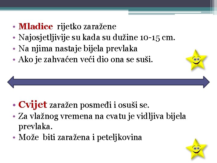  • • Mladice rijetko zaražene Najosjetljivije su kada su dužine 10 -15 cm.
