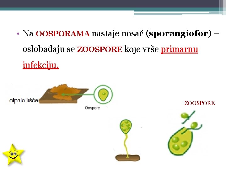  • Na OOSPORAMA nastaje nosač (sporangiofor) – oslobađaju se ZOOSPORE koje vrše primarnu