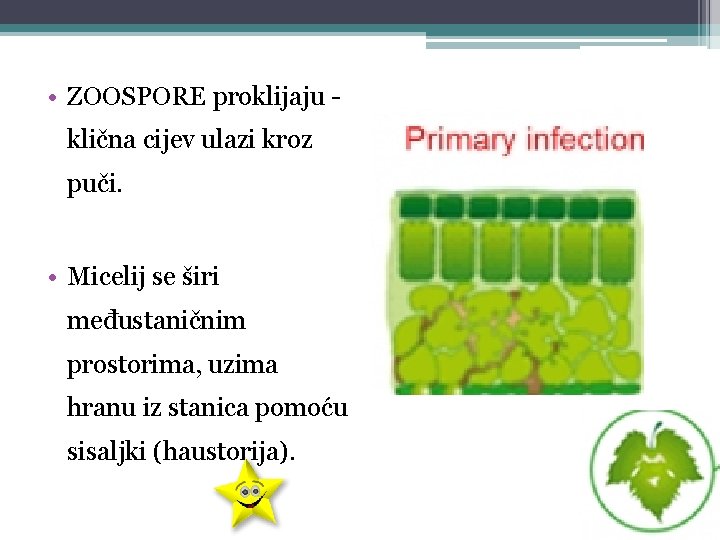  • ZOOSPORE proklijaju - klična cijev ulazi kroz puči. • Micelij se širi