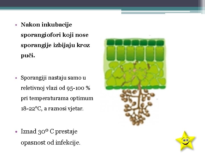  • Nakon inkubacije sporangiofori koji nose sporangije izbijaju kroz puči. • Sporangiji nastaju