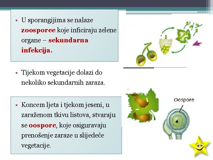  • U sporangijima se nalaze zoosporee koje inficiraju zelene organe – sekundarna infekcija.