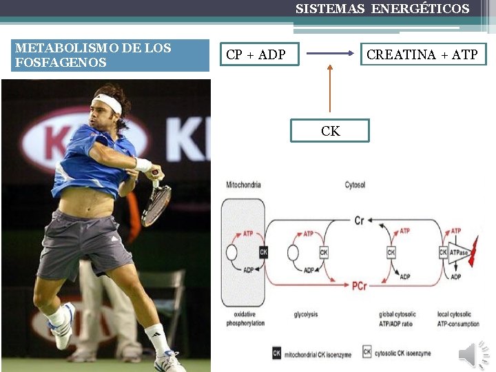 SISTEMAS ENERGÉTICOS METABOLISMO DE LOS FOSFAGENOS CP + ADP CREATINA + ATP CK 