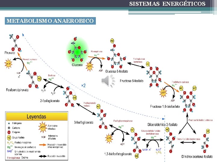 SISTEMAS ENERGÉTICOS METABOLISMO ANAEROBICO 