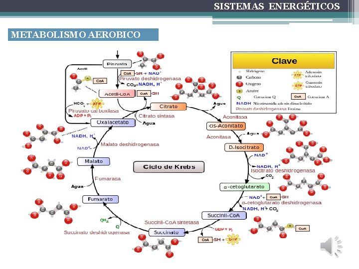 SISTEMAS ENERGÉTICOS METABOLISMO AEROBICO 
