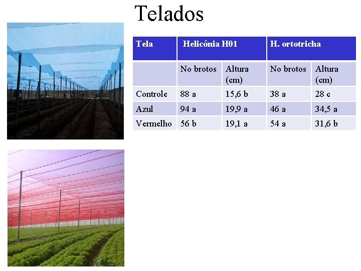 Telados Tela Helicônia H 01 H. ortotricha No brotos Altura (cm) Controle 88 a