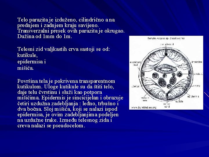 Telo parazita je izduženo, cilindrično a na prednjem i zadnjem kraju savijeno. Transverzalni presek