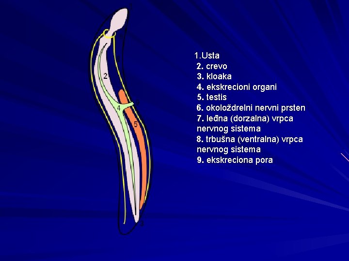 1. Usta 2. crevo 3. kloaka 4. ekskrecioni organi 5. testis 6. okoloždrelni nervni