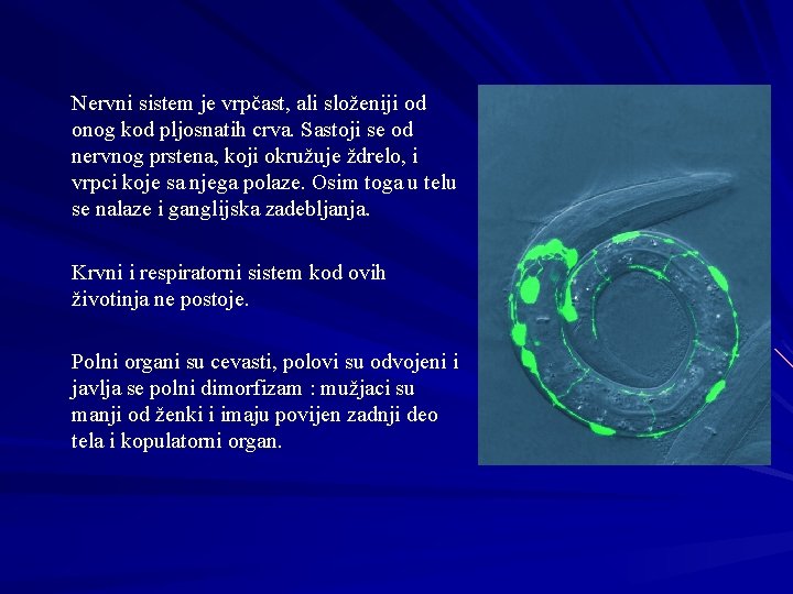 Nervni sistem je vrpčast, ali složeniji od onog kod pljosnatih crva. Sastoji se od