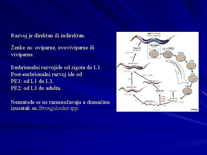 Razvoj je direktan ili indirektan. Ženke su: oviparne, ovoviviparne ili viviparne. Embrionalni razvojide od