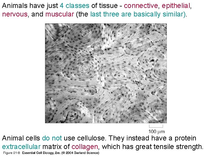 Animals have just 4 classes of tissue - connective, epithelial, nervous, and muscular (the