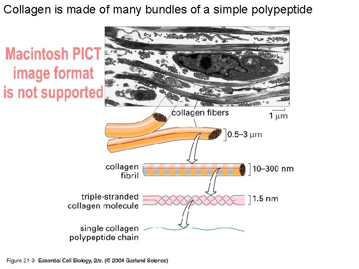 Collagen is made of many bundles of a simple polypeptide 21_09_Collagen_fibrils. jpg 