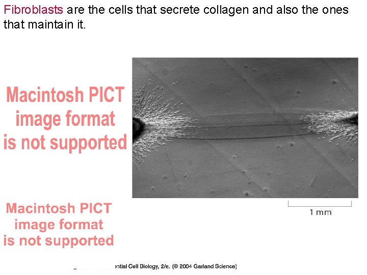 Fibroblasts are the cells that secrete collagen and also the ones that maintain 21_13_align_collagen.