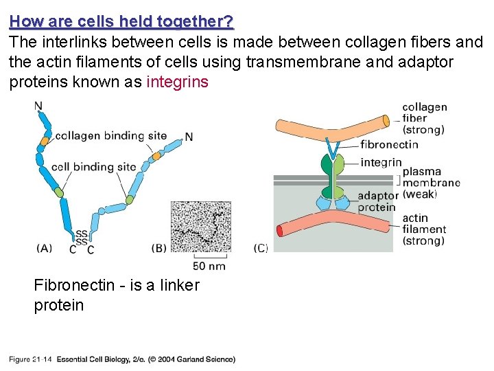 How are cells held together? The interlinks between cells is made between collagen fibers