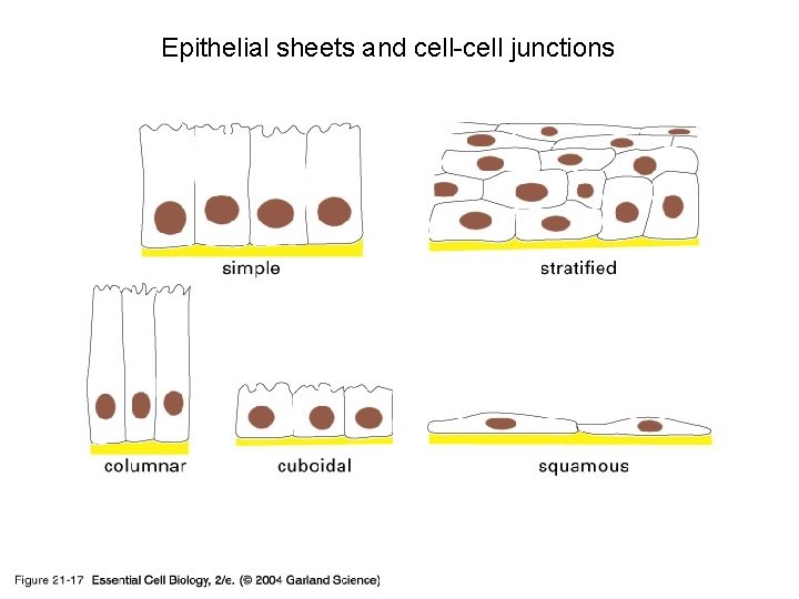 Epithelial sheets and cell-cell junctions 21_17_epithelial_sheet. jpg 