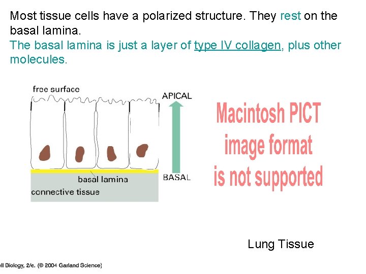 Most tissue cells have a polarized structure. They rest on the 21_18_sheet_polarized. jpg basal