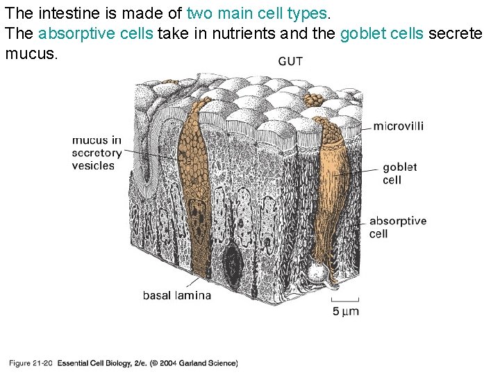 The intestine is made of two main cell types. The absorptive cells take in
