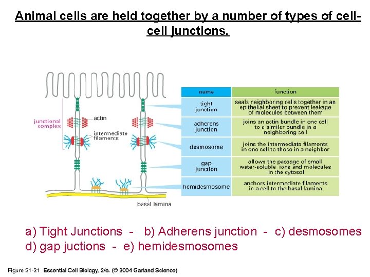 Animal cells are held together by a number of types of cell junctions. 21_21_cell_junction.