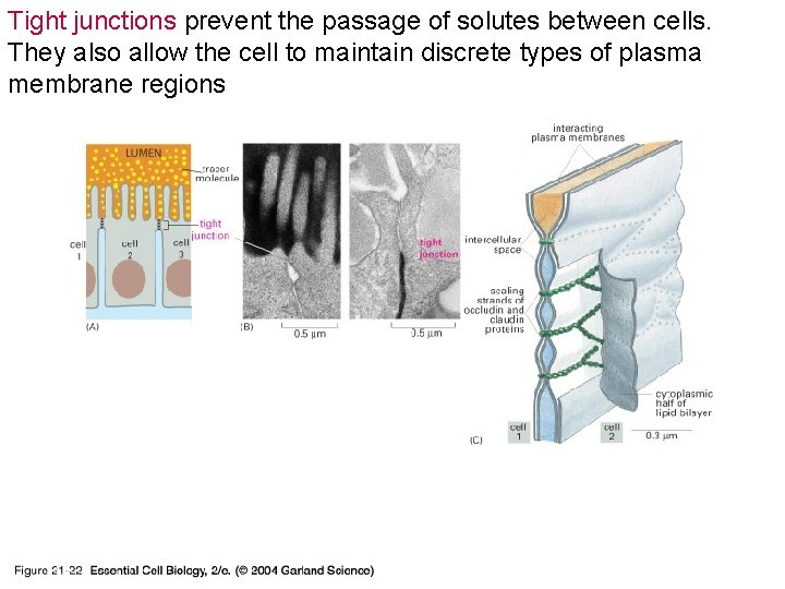 Tight junctions prevent the passage of solutes between cells. They also allow the cell