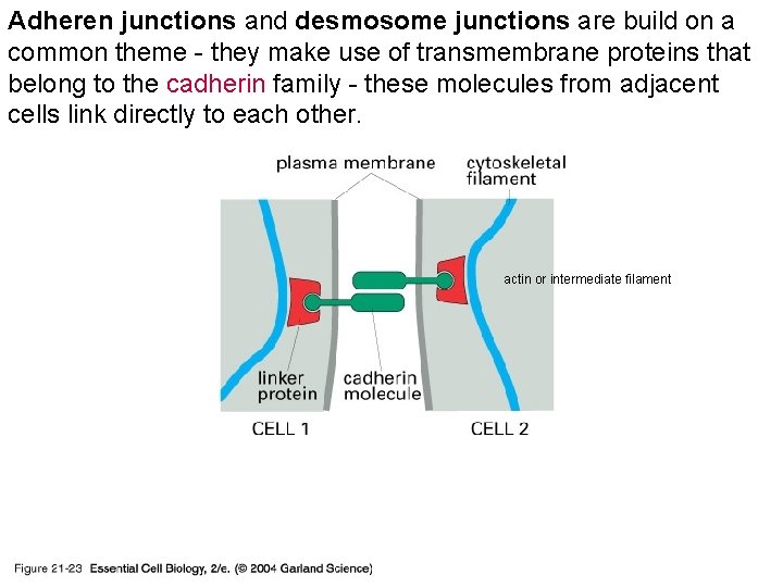 Adheren junctions and desmosome junctions are build on a common theme - 21_23_Cadherin. jpg