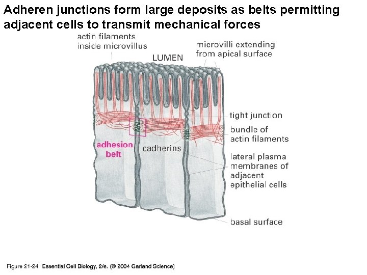 Adheren junctions form large deposits as belts permitting adjacent cells to transmit mechanical forces
