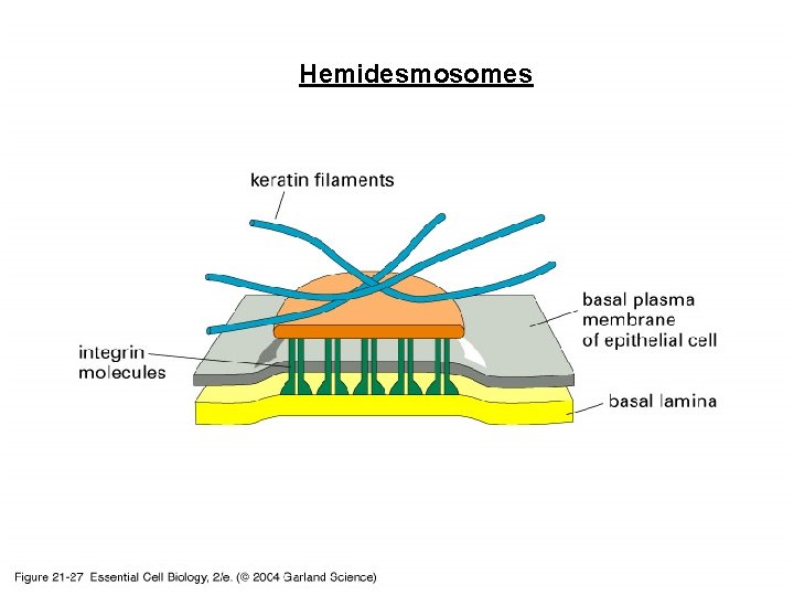 Hemidesmosomes 21_27_Hemidesmosome. jpg 