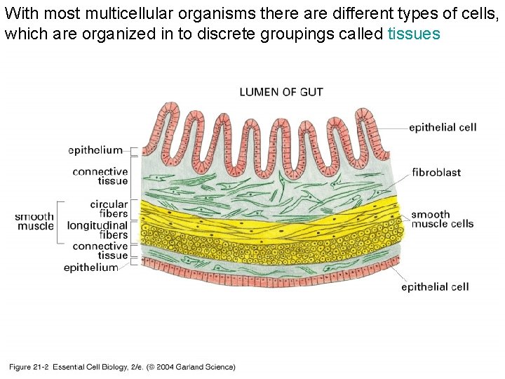 With most multicellular organisms there are different types of cells, which are organized in