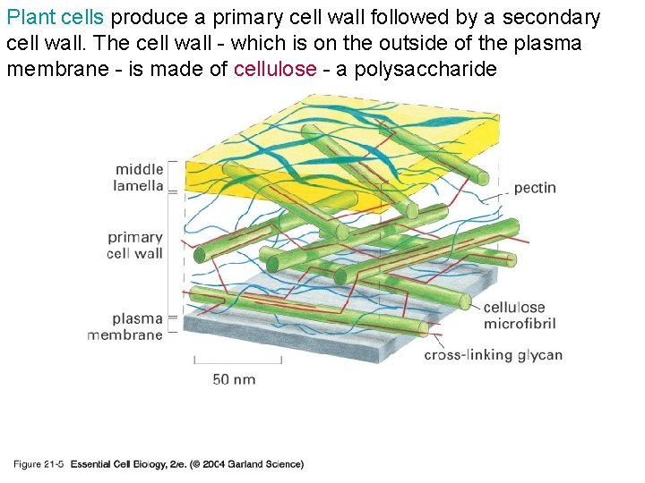 Plant cells produce a primary cell wall followed by a secondary cell wall. The