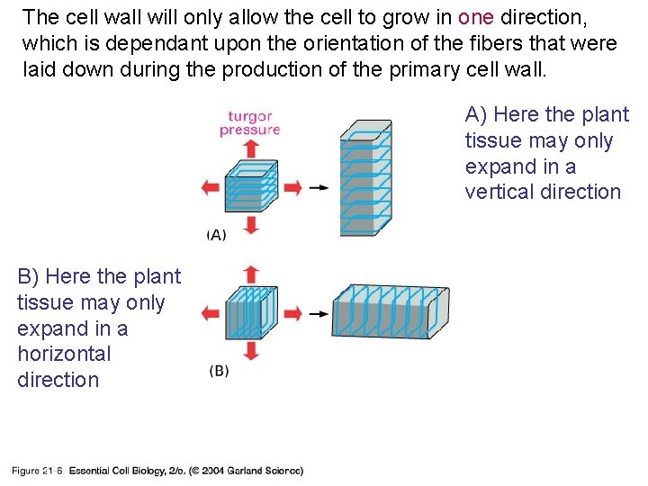The cell wall will only allow the cell to grow in one direction, which